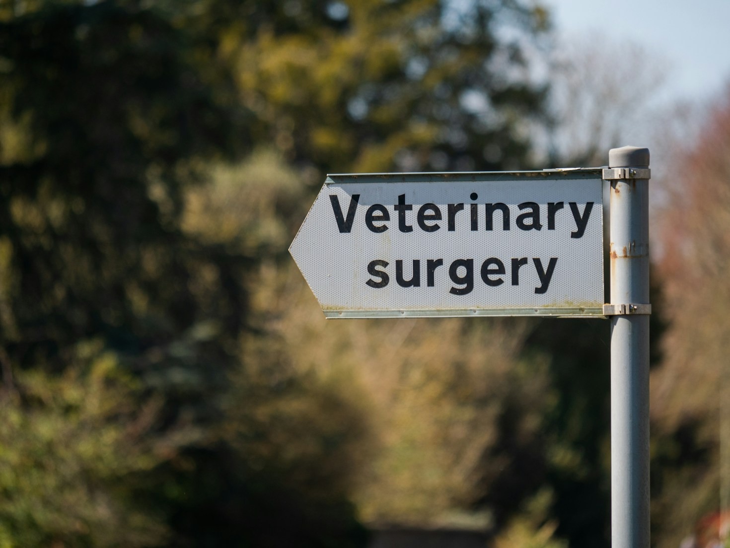 Top 5 Scholarships for Veterinary Students