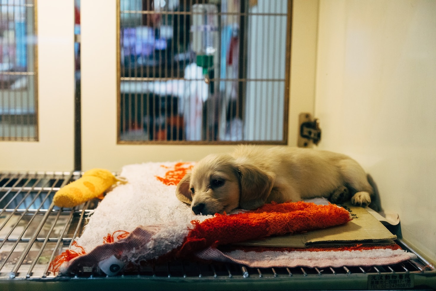 Emerging Trends in Veterinary Medicine