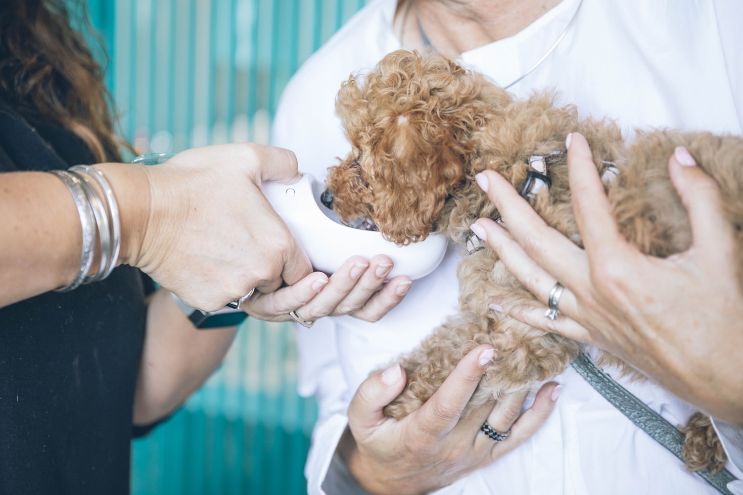 Effective Pet Care Tips Every Owner Should Know
