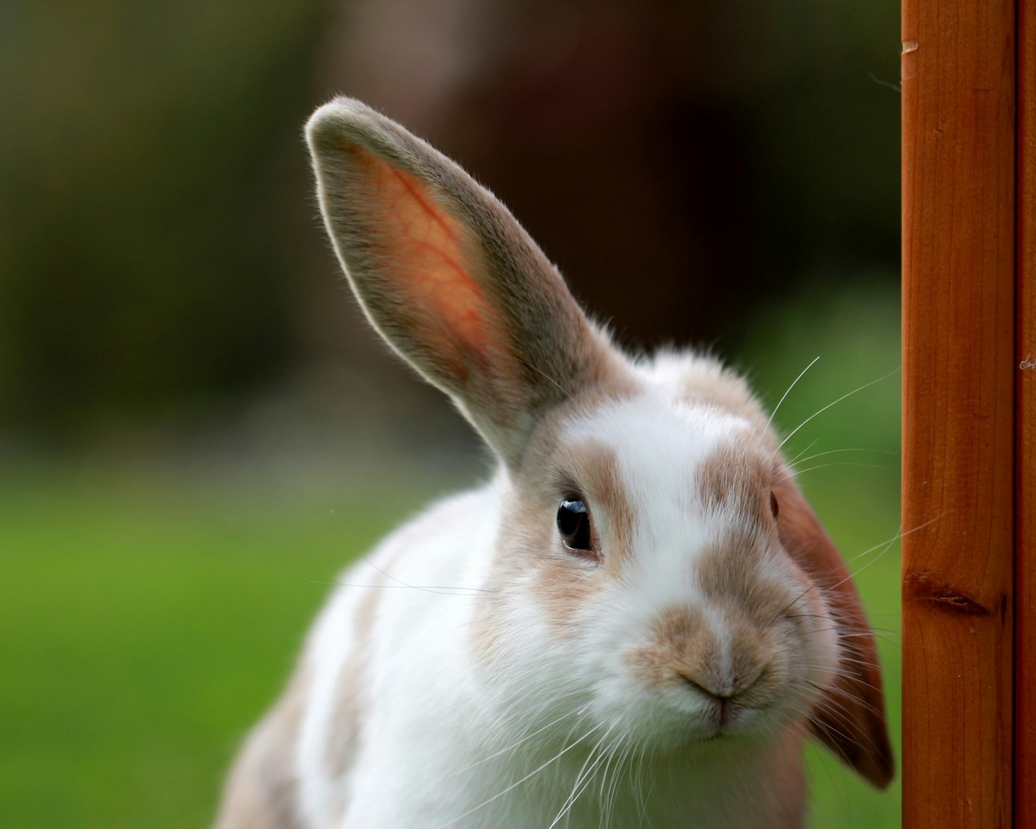 Understanding the Latest Veterinary Diseases