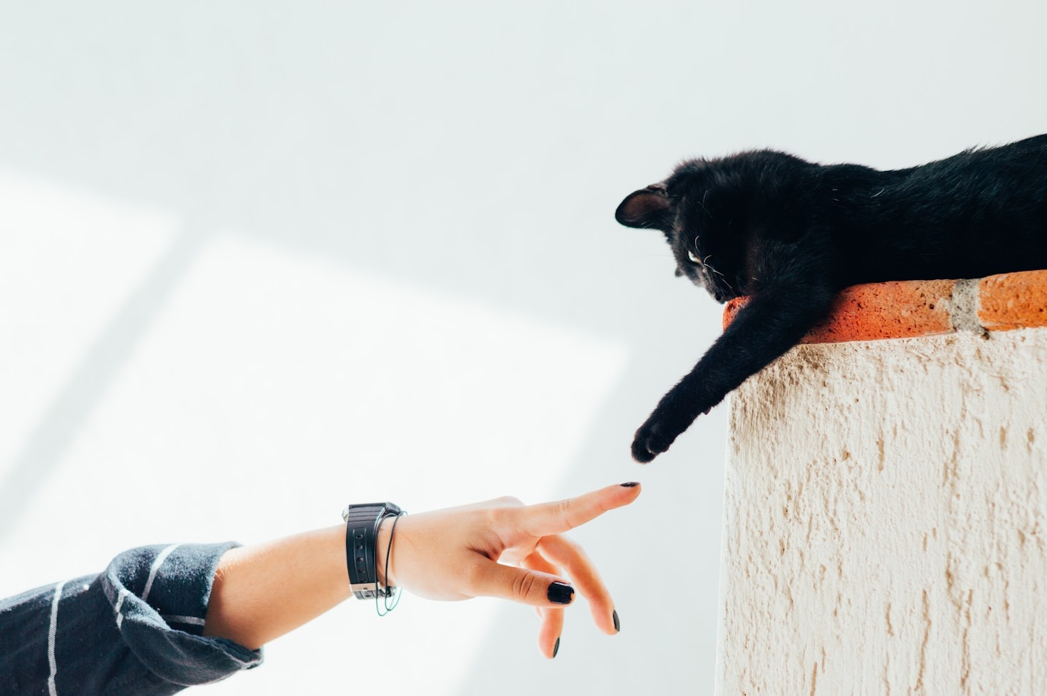 The Role of Technology in Modern Veterinary Care