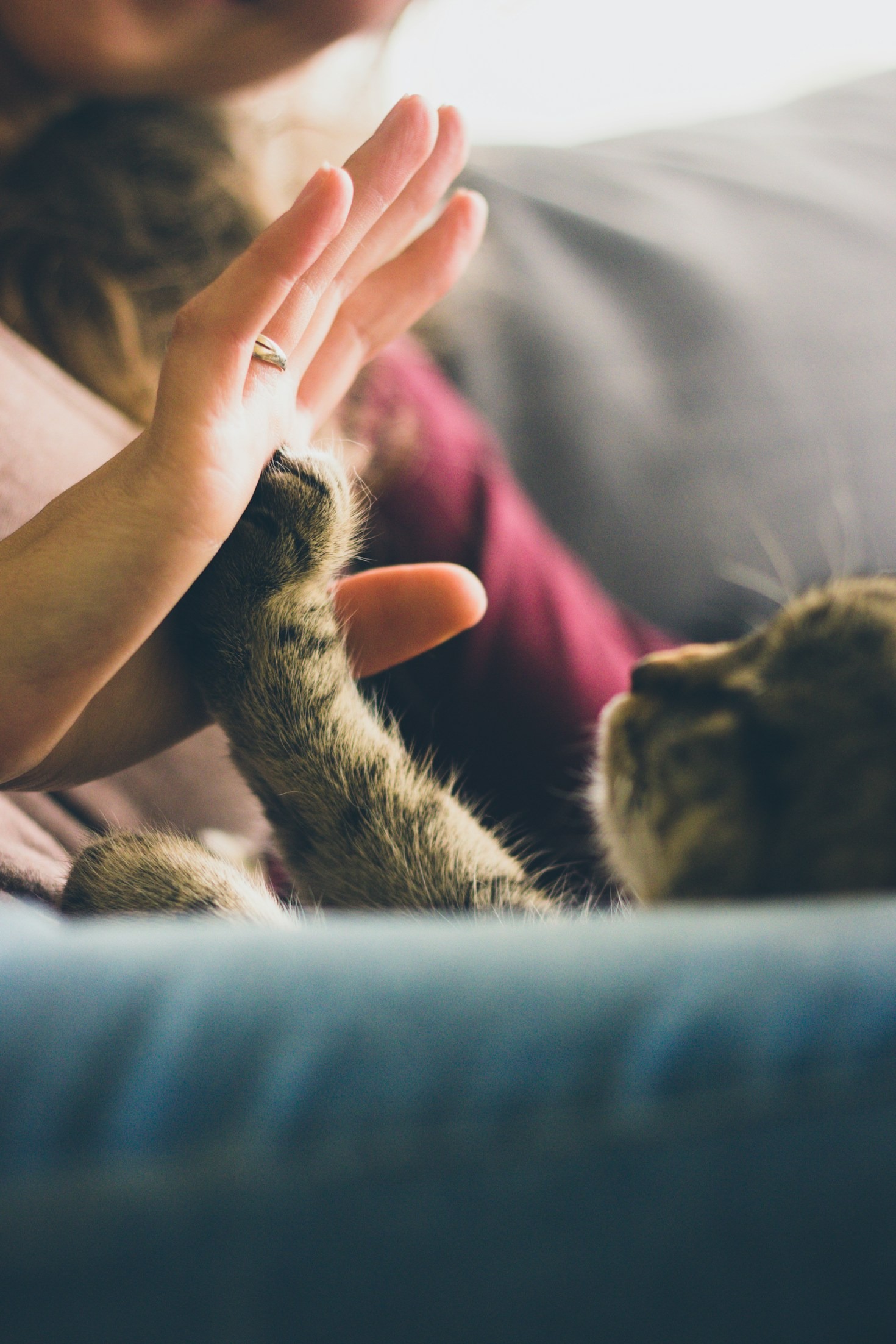 Navigating the Challenges of Veterinary School
